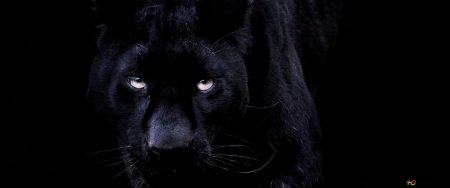 Пантера ягуар на черном фоне