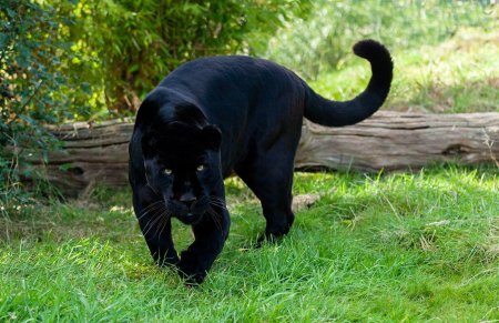 Черная пантера ягуар меланист