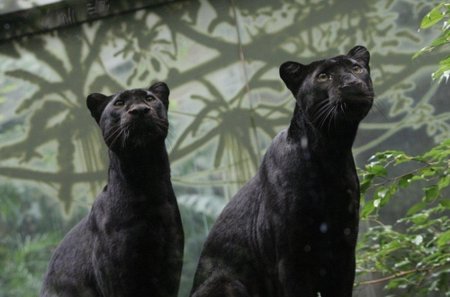 Черная пантера багира