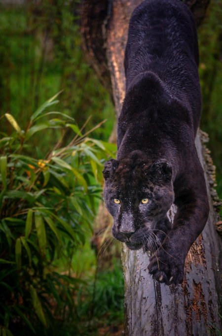 Ягуар меланист