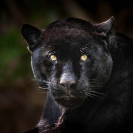 Черная пантера меланист