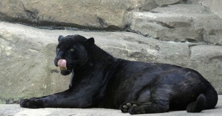 Животное пантера