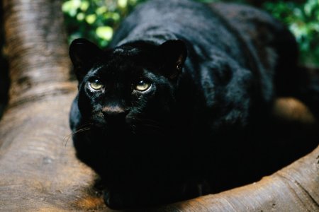 Ягуар черный животное