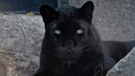 Черная пантера ягуар меланист