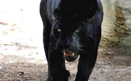 Пантера меланист