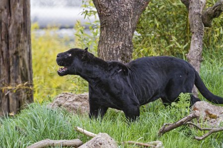 Черная пантера ягуар меланист