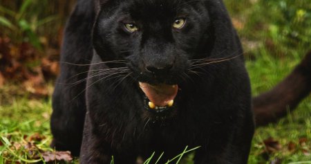 Черная пантера ягуар меланист