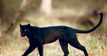 Black panther animal