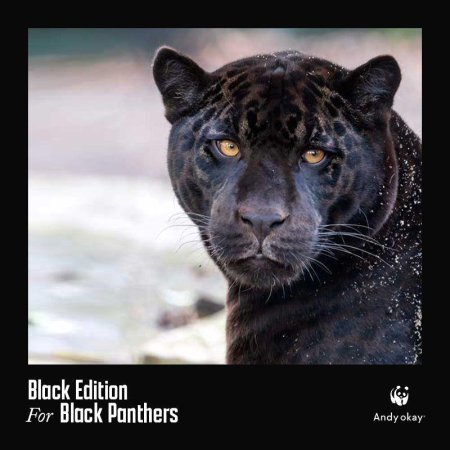 Ягуар черный