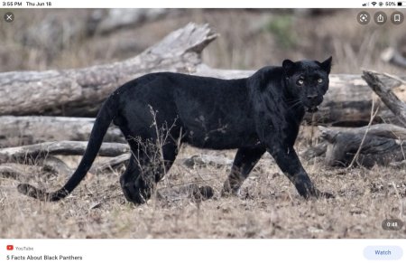 Черная пантера ягуар меланист