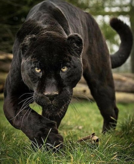 Ягуар черный