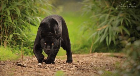 Пантера ивакта