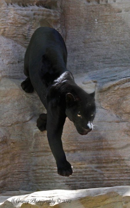 Черная пантера ягуар меланист