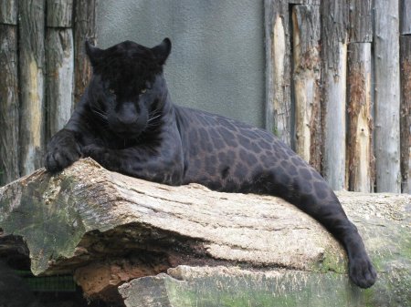 Черная пантера ягуар