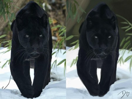 Черная пантера животное