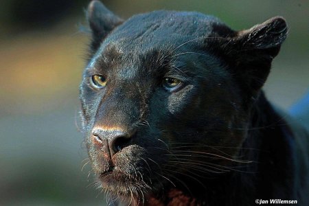 Черная пума