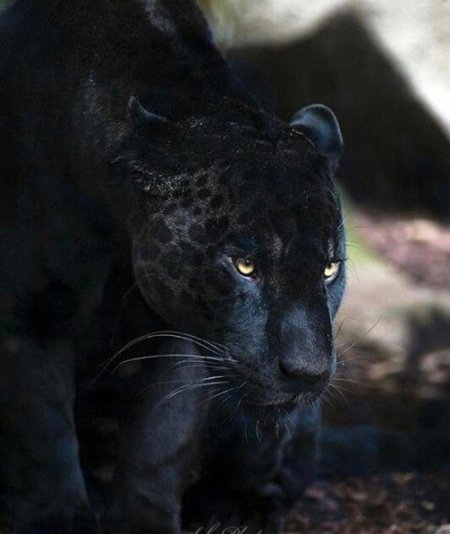 Леопард меланист