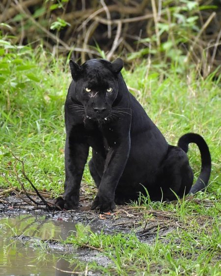 Дикая пантера