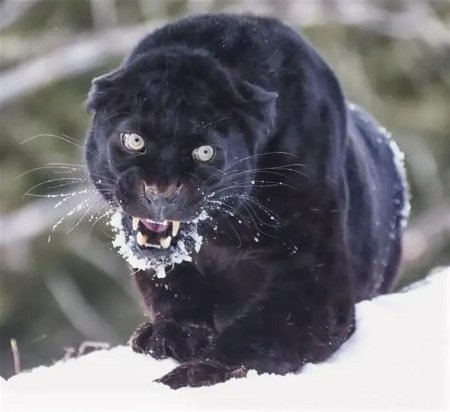 Пантера в снегу