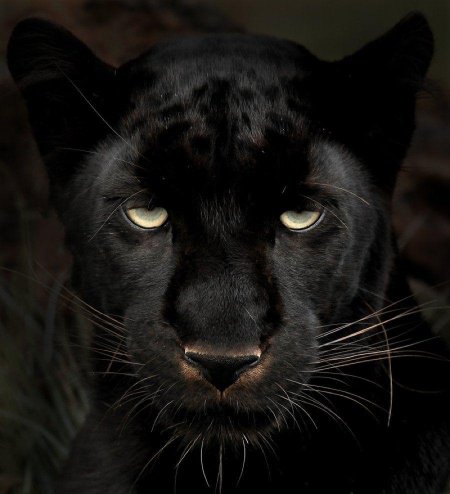 Багира черный леопард