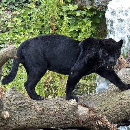 Пантера самка