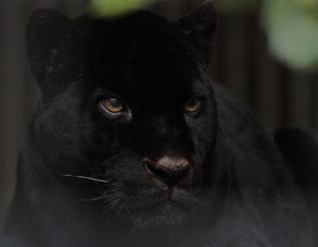 Черная пантера ягуар