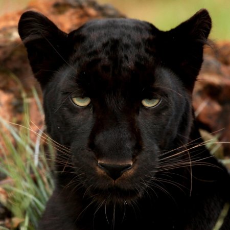 Пума меланист