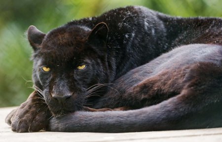 Schwarzer panther