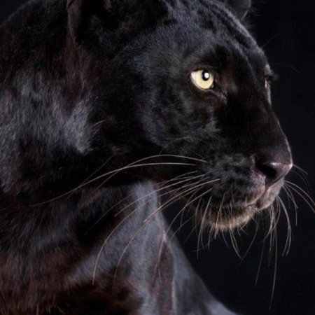 Черная пантера ягуар меланист