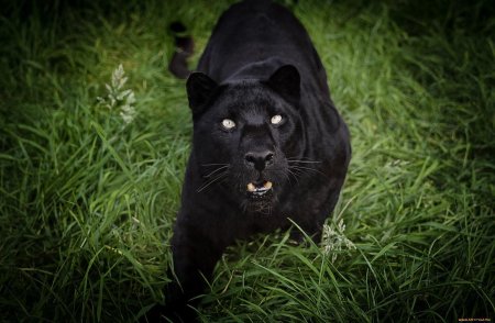 Животное пантера