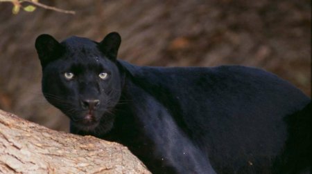 Меланизм ягуар