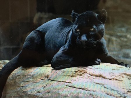 Чёрная пантера животное