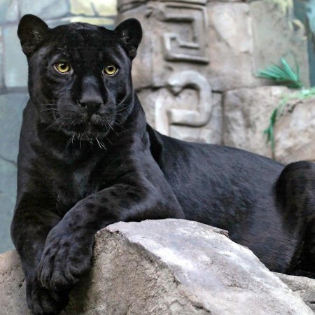 Черная пантера ягуар меланист