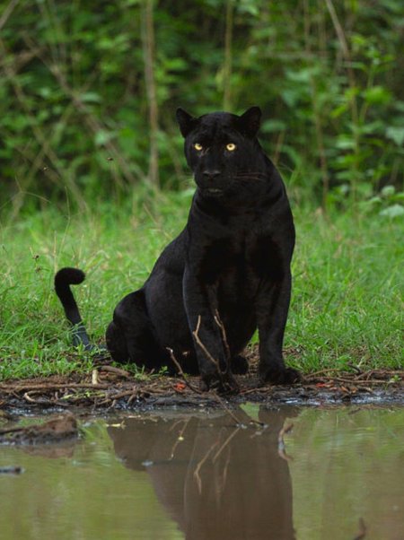 Черная пантера багира