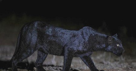 Черная пантера ягуар меланист