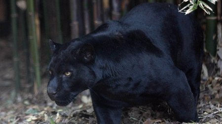 Черный ягуар животное
