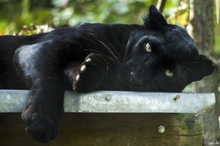 Пантера меланист