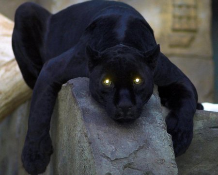 Черная пантера ягуар меланист