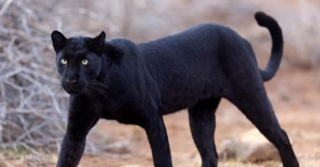 Пантера ягуар пума кугуар