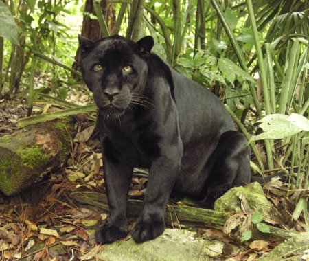 Черная пантера ягуар меланист