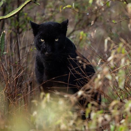 Черная пантера