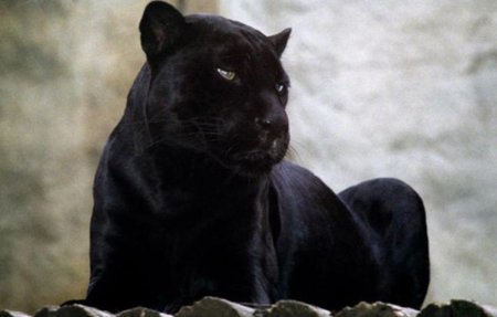 Черная пантера ягуар