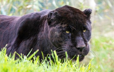 Чёрная пантера животное