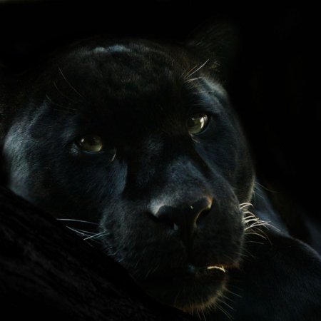 Пантера меланист