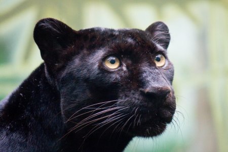 Пума меланист