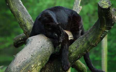 Пантера на дереве