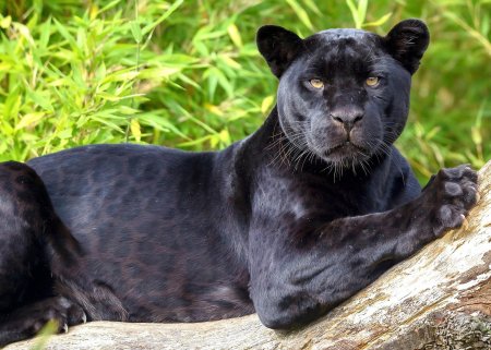 Черный ягуар животное