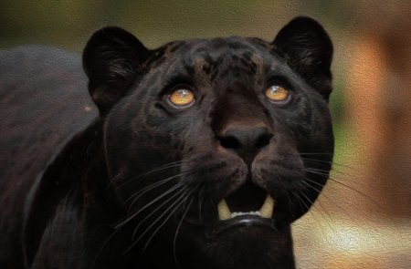 Пума ягуар пантера