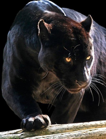 Ягуар черный