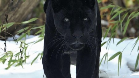 Черная пума